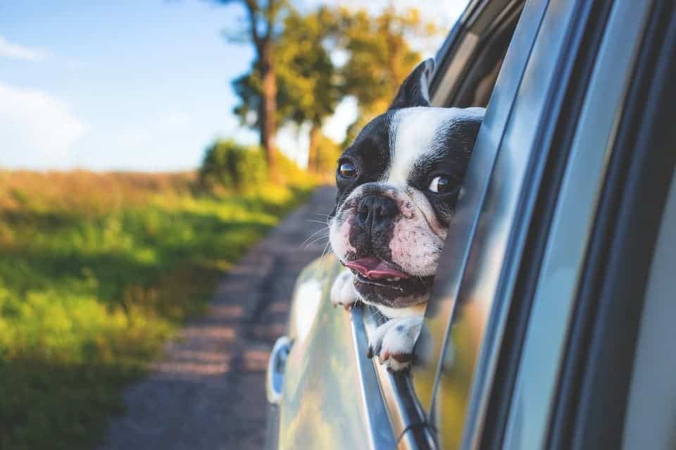 Distracted Driving – A fad that can take your All! 3 driving with pets