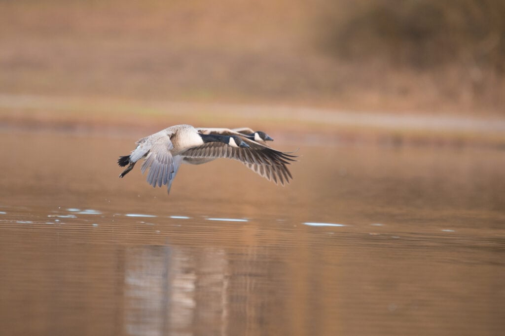 Canada Goose flying