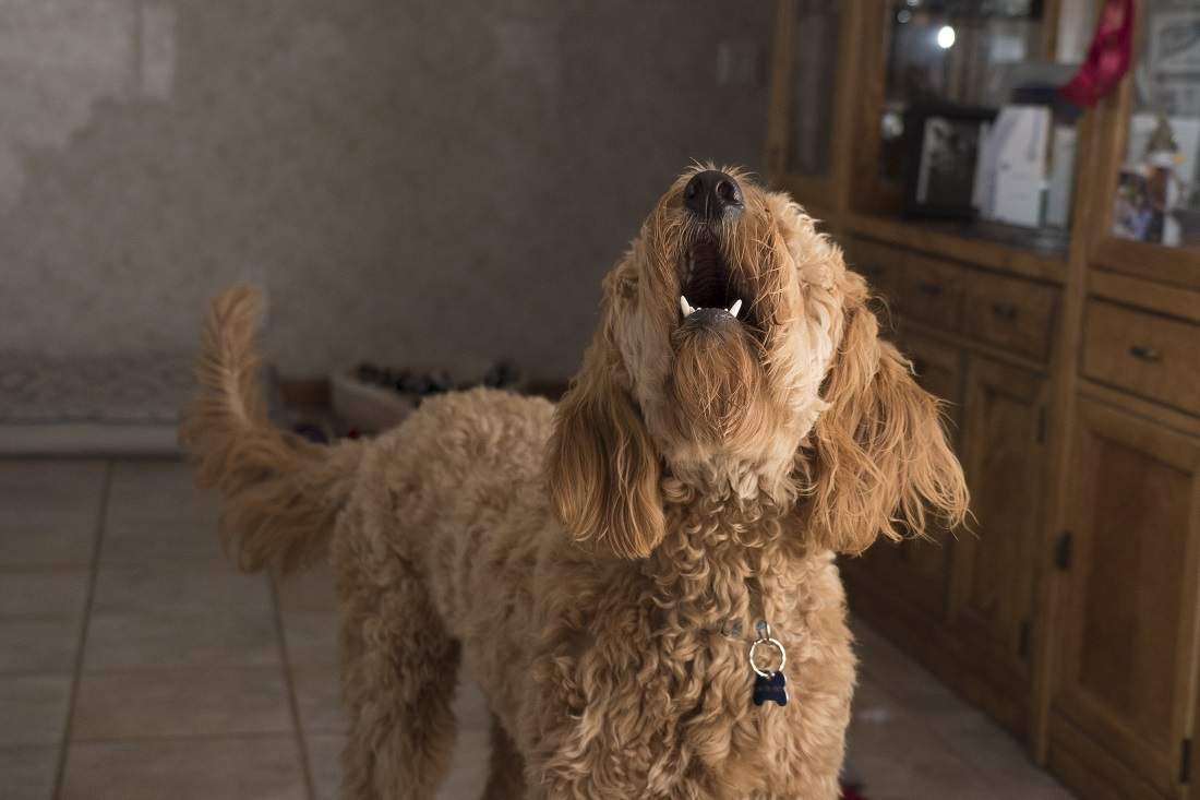 Read more about the article How to Stop a Dog from Barking at the Doorbell?