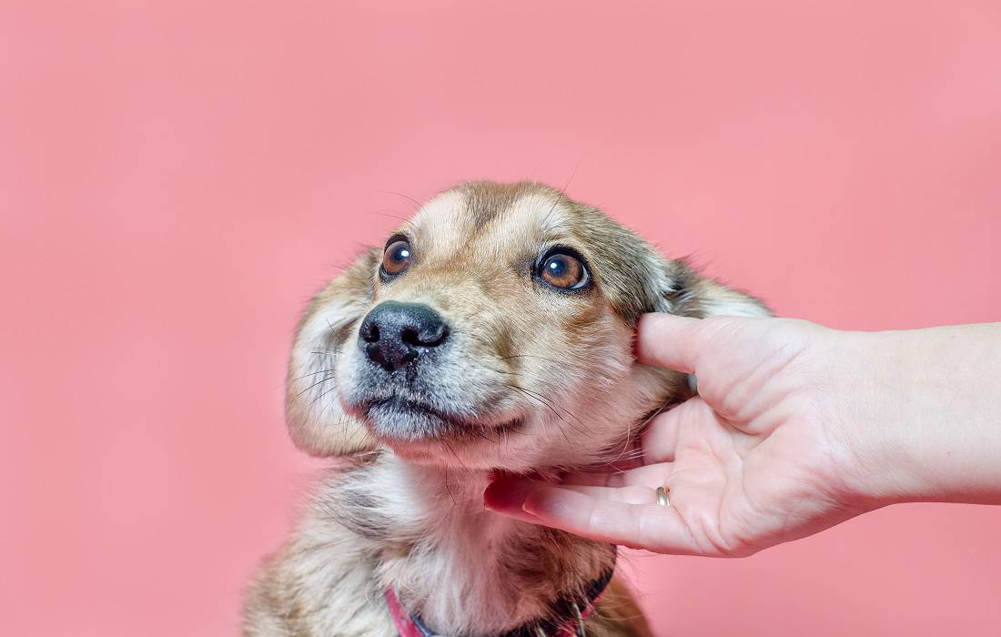 You are currently viewing 4 Key Considerations Before Adopting a Dog