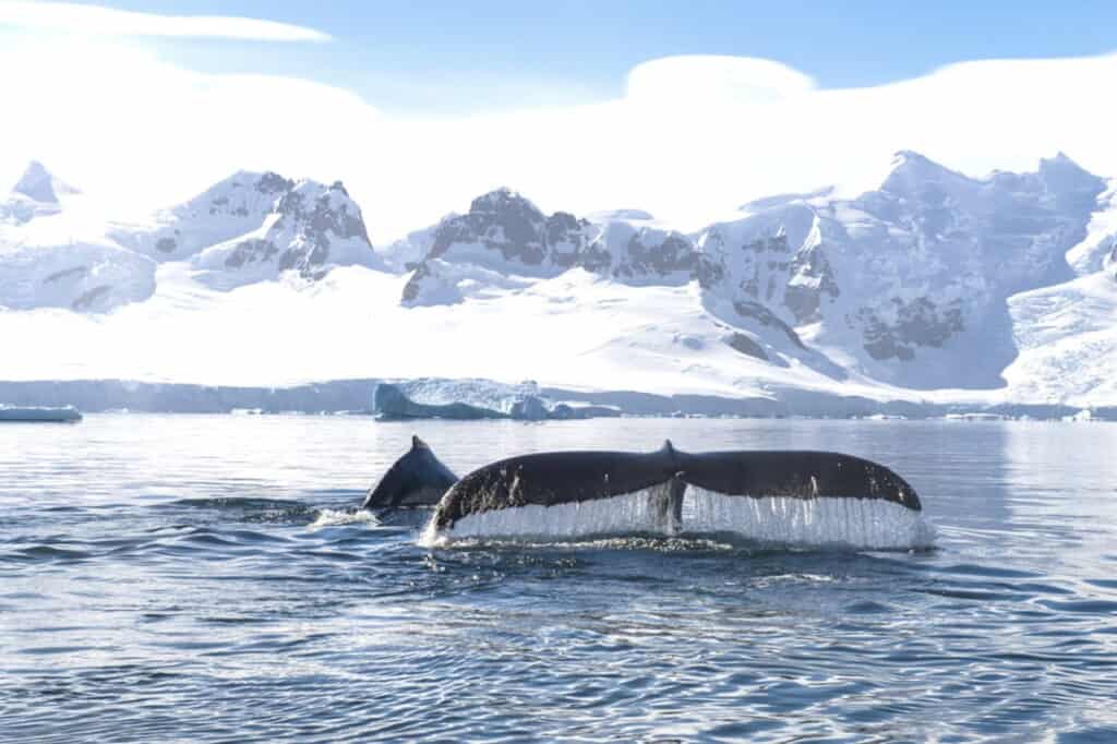 How Much Is a Cruise to Antarctica? A Comprehensive Cost Guide 3 How Much Is a Cruise to Antarctica? A Comprehensive Cost Guide 3