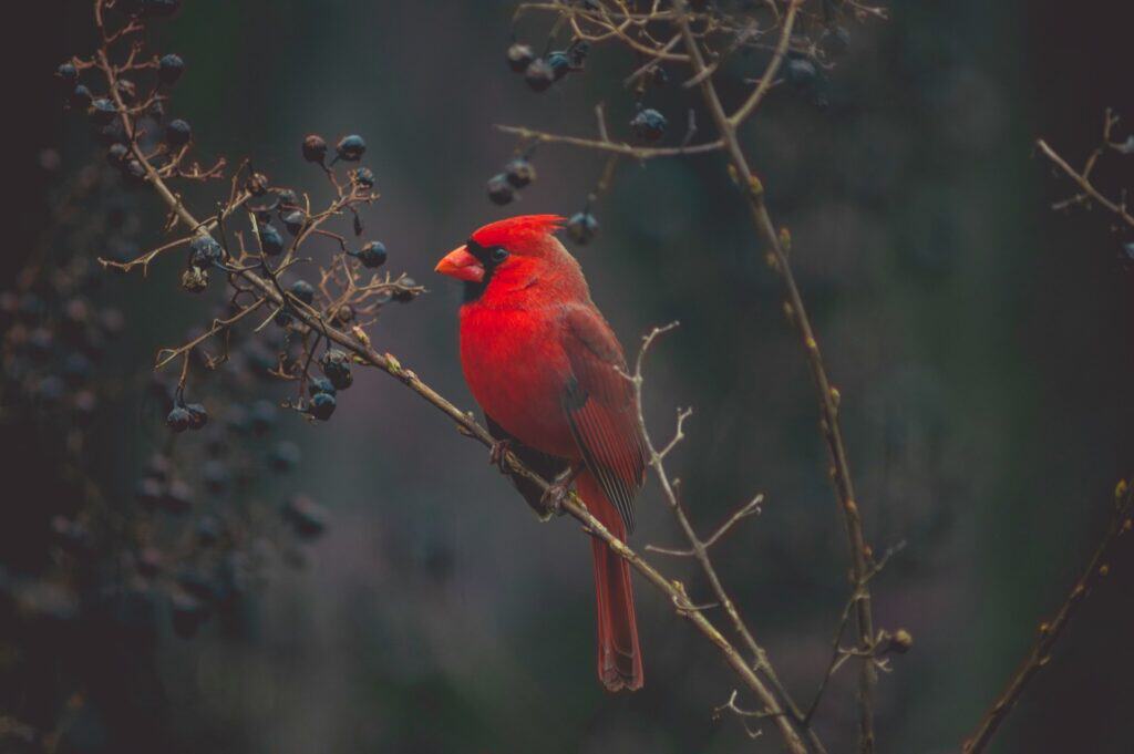 How to Choose the Right Camera Gear for Bird Photography 2 How to Choose the Right Camera Gear for Bird Photography 2